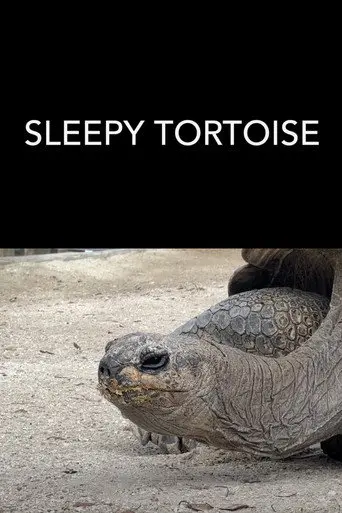 Sleepy Tortoise (2023)