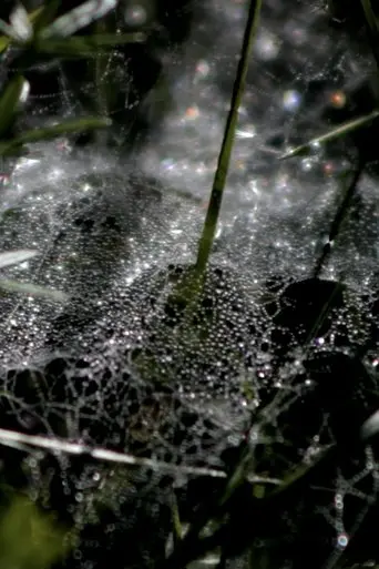 Refractions (2025)