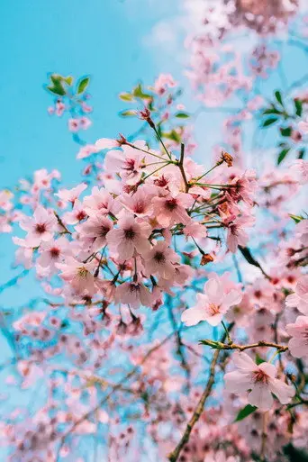 Sakura Genesis (2020)