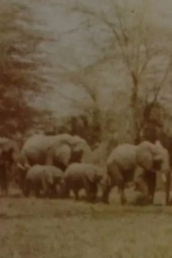 Elephants' Test (2005)