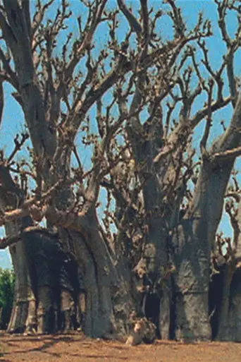 Baobab (2000)