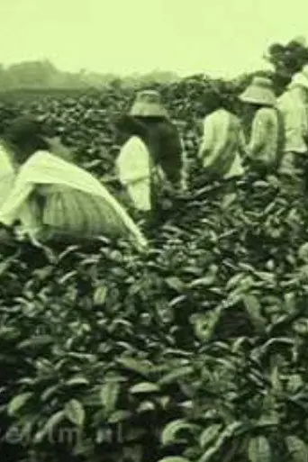 Tea Company of the NILS in Pematang Siantar (1927)