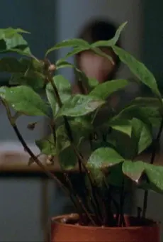 Deep or Quiet (1998)