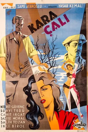 Kara Çalı (1956)