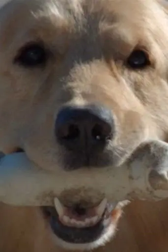 Good Boy (2011)