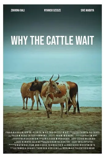 Why The Cattle Wait (2024)
