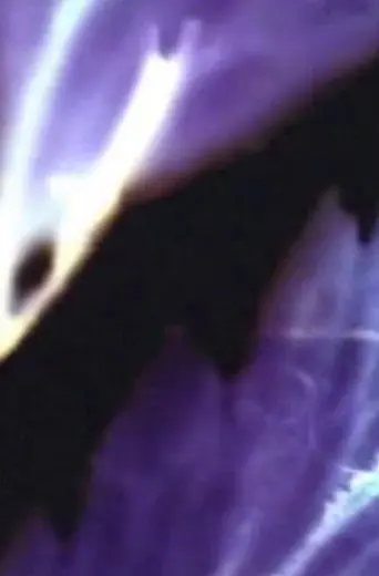 finger petals (2002)