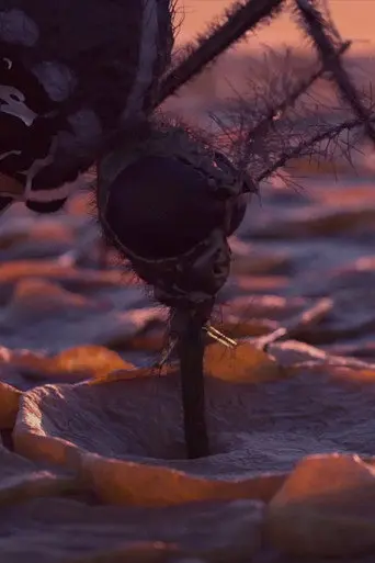 A reason to wake up in the evening (2015)