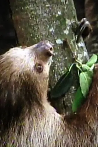 The Glass Ark (1994)