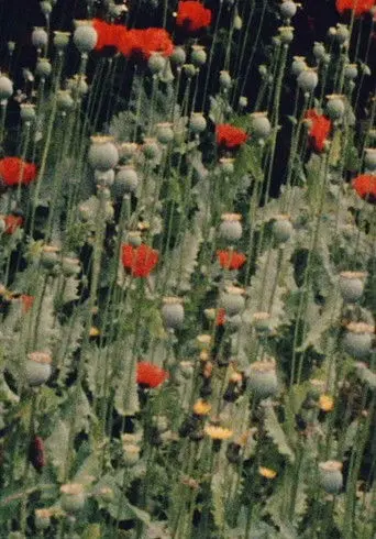 Place of Work (1976)