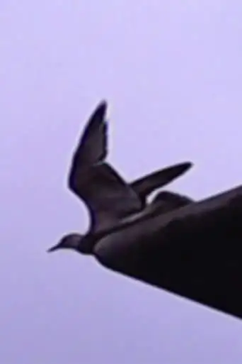 Glimpse Up (2024)