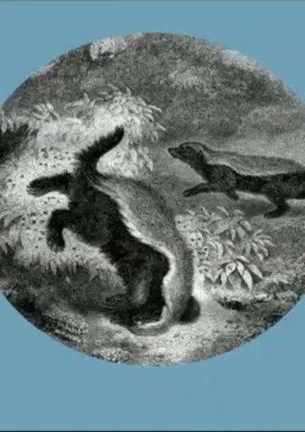 The Kiss of the Honey Badger (2019)