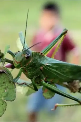 Children’s Game #9: Saltamontes (2011)