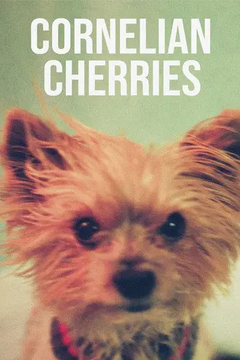 Cornelian Cherries (2020)