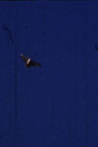 Flying Fish (2012)