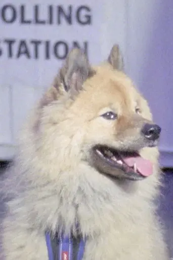 Dogs at Polling Stations (2017)