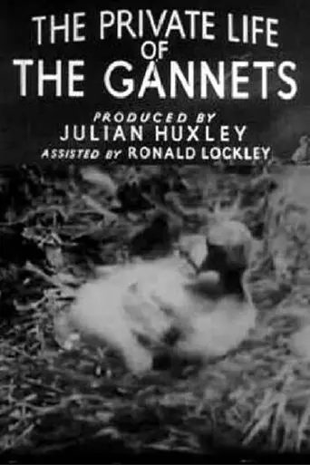 The Private Life Of The Gannets (1934)