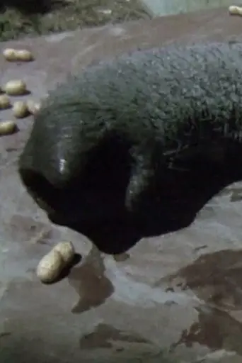 Proboscis (2013)