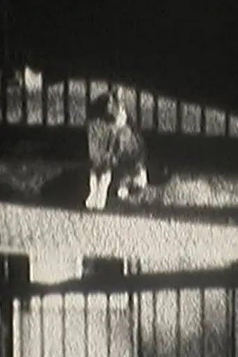 Cat Dream (2012)