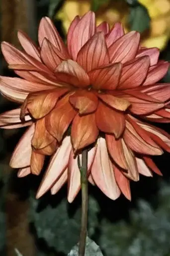 Dahlia (2008)