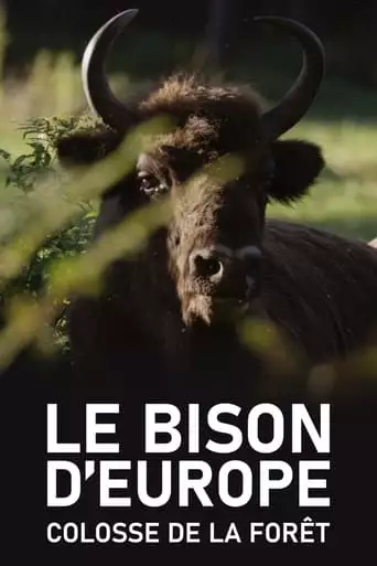 Le Bison D'Europe, Colosse De La Foret (2023)