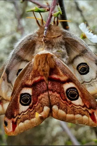 Purple Emperor (2026)