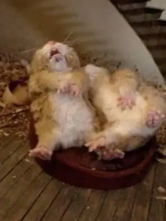 Fat Hamster (2011)