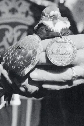War Pigeon (2017)