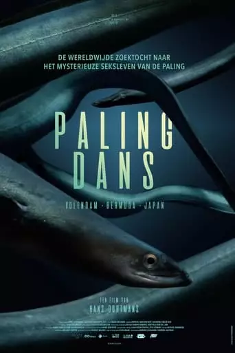 Hidden Dance of Eels (2024)