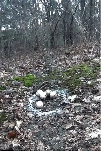 Five Baseballs Five Times (2026)