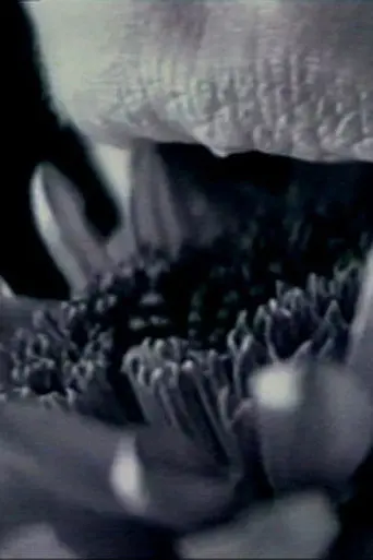 straightbut (1997)