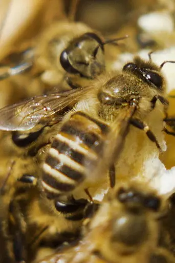 A World Without Bees? (2021)